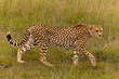 Gepard