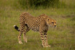 Gepard