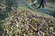 Olives Harvesting in Italy Olives Harvesting in Italy