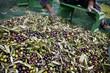 Olives Harvesting in Italy