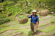 Rice farmer
