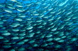 banc de poissons 01 banc de poissons 01