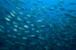 banc de poisson 02 banc de poisson 02
