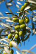 Olive tree branch