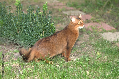 Foto: Кошка Кошка