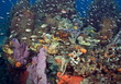 recifs caraibes recifs caraibes