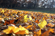 yellow leaves on the ground