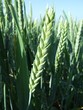 Epis de Blé vert