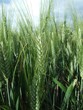 Epis de blé vert