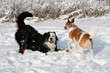 Spielende Hunde im Schnee
