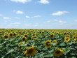Champs de tournesol