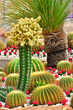 cactus in garden