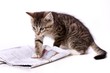 kleine Katze liest Zeitung