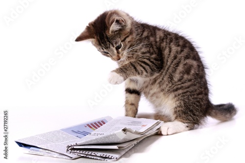 Photo: kleine Katze zeigt mit Pfote die Zeitung kleine Katze zeigt mit Pfote die Zeitung