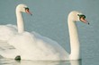 Romantic couple of swans on the lake at dawn