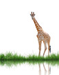 giraffe with green grass isolated giraffe with green grass isolated