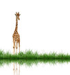 giraffe with green grass isolated giraffe with green grass isolated