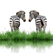 zebra with green grass isolated