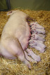 Little piglets suckling their mother