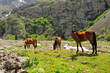 Horses and mountain river