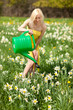 Photo: Narcissus field Narcissus field