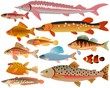set of fishes set of fishes