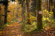 Pathway in the autumn forest