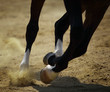 Horse galloping on the sand Horse galloping on the sand