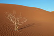 Düne, Sossusvlei, Namibia