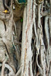 Art tree bole