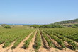 Ramatuelle - les vignes Ramatuelle - les vignes