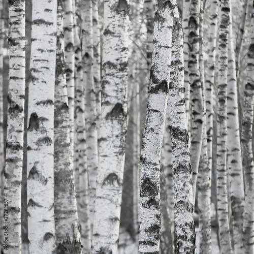 Foto: Winter Birch Tree Forest Background Winter Birch Tree Forest Background