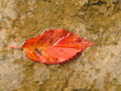 Feuille rouge flottante sur l'eau