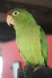 parrot