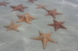 seastar