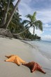 seastar