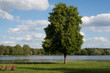 Einsamer Baum am See