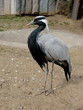 Gray crane