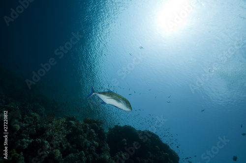 Photo: Coral and fish in the Red Sea. Coral and fish in the Red Sea.