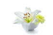 Liliy flower in a bowl Liliy flower in a bowl