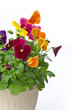 Bundle of pansies on isolating background