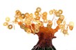 Chinese Money Tree--Symbol of wealth growth