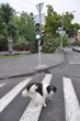 chien errant dans une rue d'erevan
