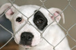 Pup in a pen