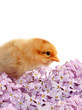 Chicken and lilac