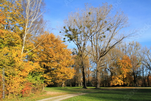 Foto: misteln im herbst misteln im herbst