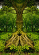 Tree guard