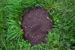 Mole hil