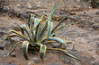 Photo: Croton Croton