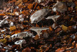 champignons des bois 1